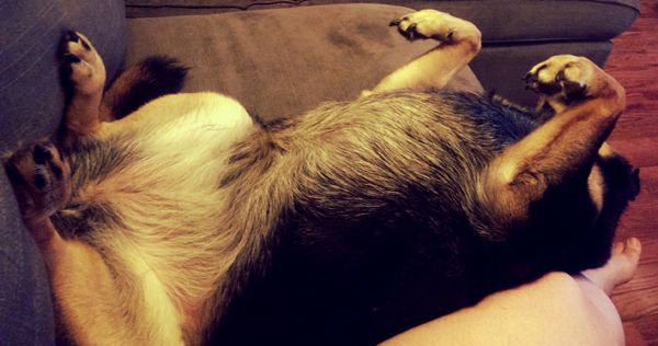 image of Zelda the Black and Tan Mutt lying beside me on the couch on her back, with her legs in the air and her head hanging off the side of the couch
