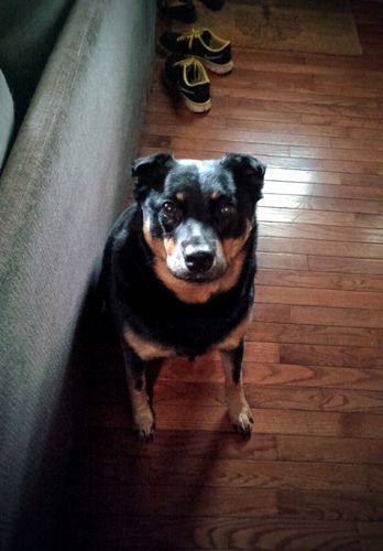image of Zelda the Black and Tan Mutt sitting and looking at me with perked-up triangular ears