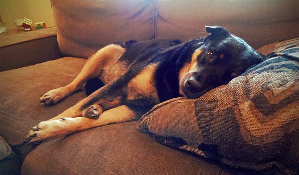 image of Zelda the Black and Tan Mutt lying with her head on a pillow, with one of her back feet sticking out between her front legs