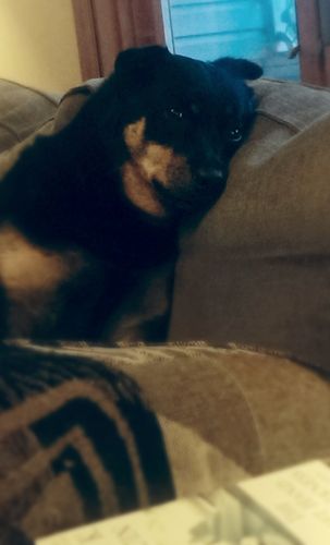 image of Zelda the Black and Tan Mutt, sitting on the loveseat near the window, with her head resting on the cushion, looking at me with a soulful face