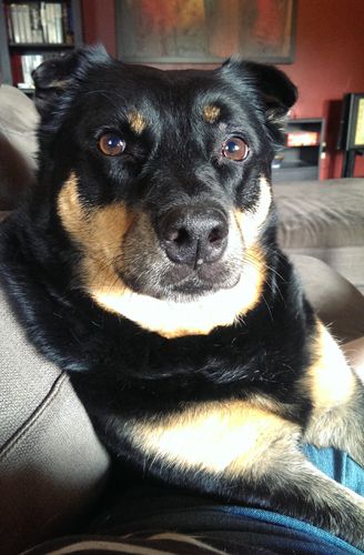 image of Zelda the Black and Tan Mutt sitting beside me on the couch looking at me/the camera