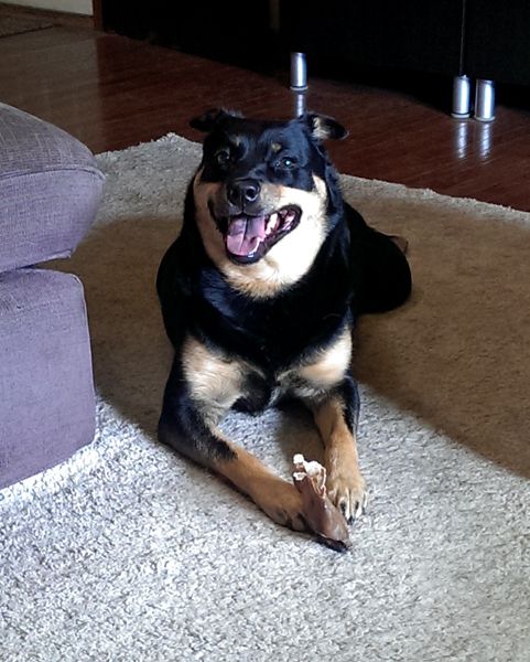 image of Zelda the Black and Tan Mutt lying on the living room floor, holding a chewy treat between her front paws, grinning