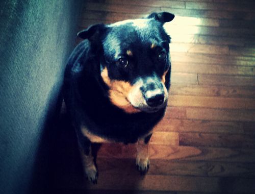 image of Zelda the Black and Tan Mutt, sitting beside the couch looking vaguely ashamed of herself