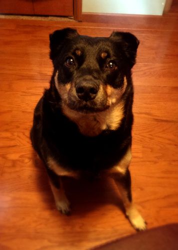 image of Zelda the Black and Tan Mutt sitting on the floor of my office, looking at me