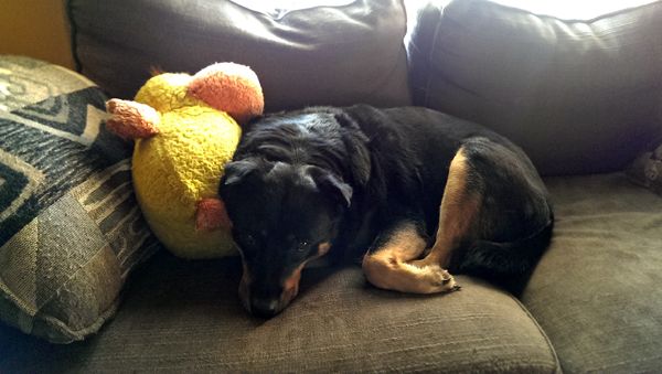 image of Zelda the Black and Tan Mutt, curled up as described above