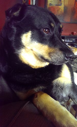 image of Zelda the Black and Tan Mutt sitting on the couch beside me