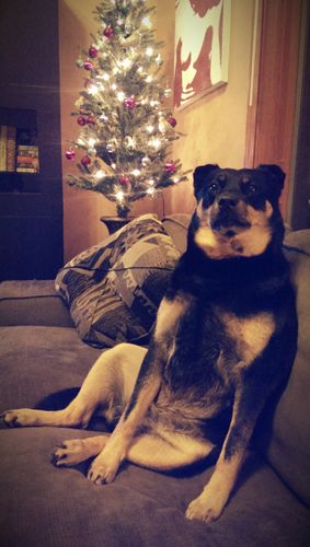 image of Zelda the Black and Tan Mutt, sitting up on the loveseat like a person
