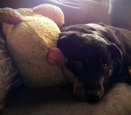 image of Zelda the Black and Tan Mutt using her large plush duck toy as a pillow
