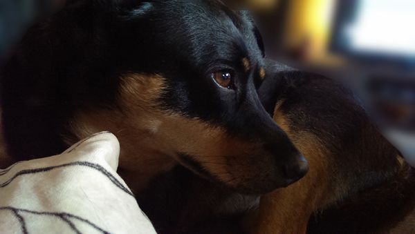 image of Zelda the Black and Tan Mutt curled up on the chaise, looking adorbz