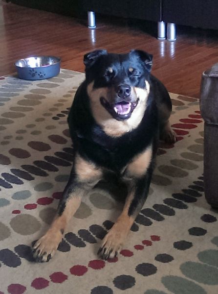 image of Zelda the Black and Tan Mutt lying on the living room floor, grinning with her eyes closed, looking SO HAPPY