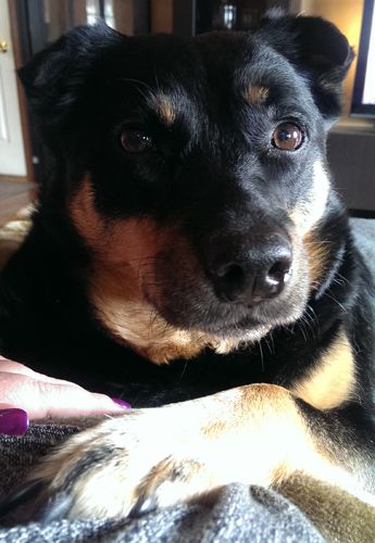 image of Zelda the Black and Tan Mutt lying on top of me, giving me a perplexed look