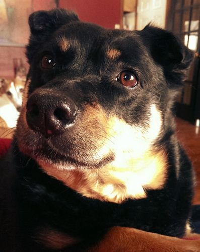 image of Zelda the Black and Tan Mutt sitting beside me on the couch, gazing off to one side, looking super cute