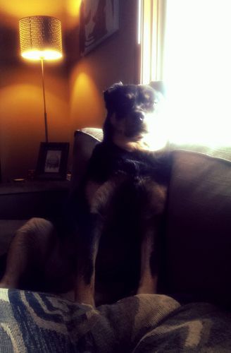 image of Zelda the Black and Tan Mutt, sitting on the loveseat in the sunshine