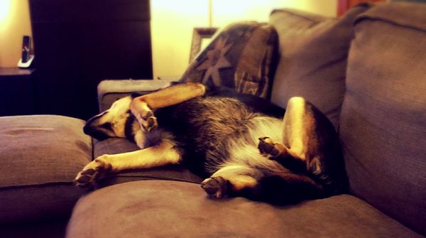 image of Zelda the Black and Tan Mutt lying on the loveseat with her belly showing, sound asleep