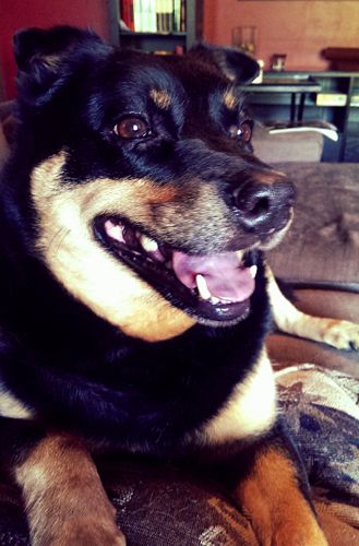 image of Zelda the Black and Tan Mutt sitting beside me on the sofa, grinning