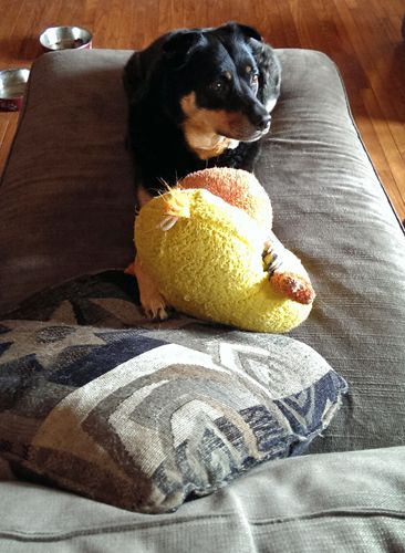 image of the Zelda the Black and Tan Mutt sitting on the chaise with her plushy duck, with one paw resting on it while she looks off toward the front door