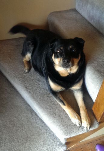 image of Zelda the Black and Tan Mutt sitting on the stairs, looking up at me and wagging her tail