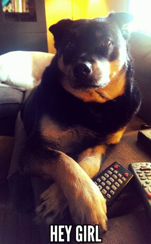 image of Zelda the Black and Tan Mutt sitting on the loveseat with her paws crossed on its arm, looking at me, to which I've added text reading: 'Hey Girl'