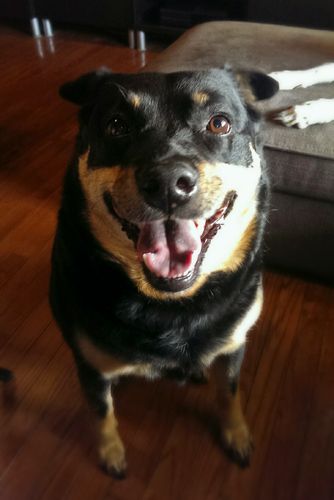 image of Zelda the Black and Tan Mutt standing in the middle of the living room, smiling broadly