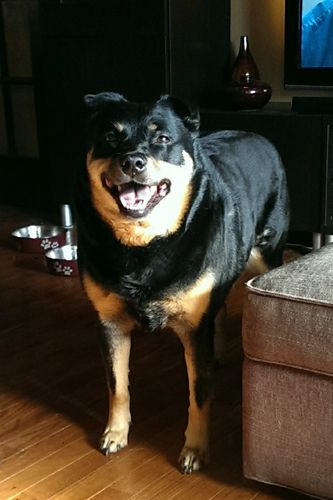 image of Zelda the Black and Tan Mutt standing in the living room, smiling