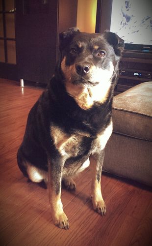 image of Zelda the Black and Tan Mutt sitting politely in the middle of the living room