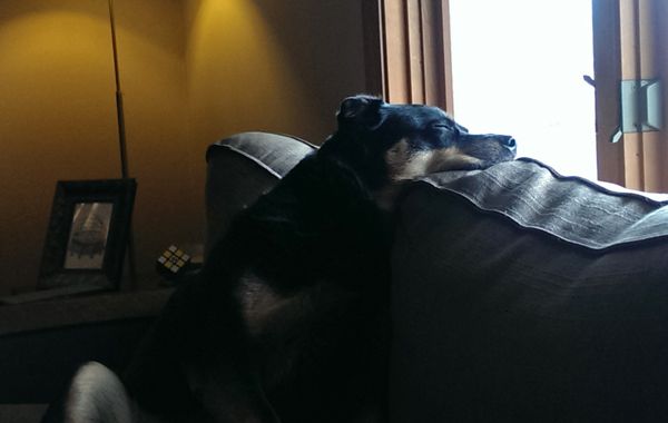 image of Zelda the Black and Tan Mutt sleeping at the window with her head on the back of the couch