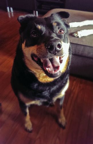 image of Zelda the Black and Tan Mutt sitting in the living room, looking up and smiling