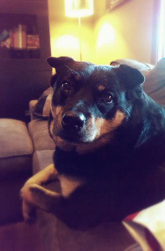 image of Zelda the Black and Tan Mutt sitting on the loveseat looking at me