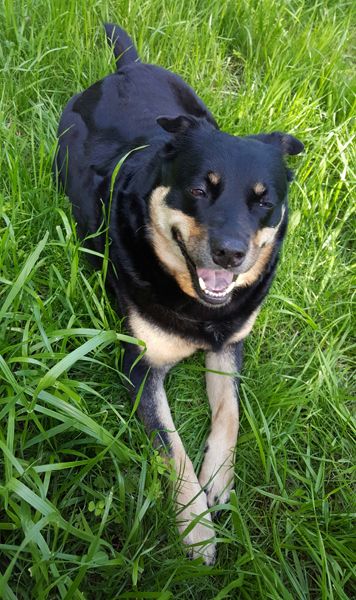 image of Zelda the Black and Tan mutt lying in the grass on a sunny day, grinning