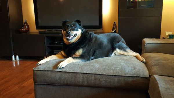 image of Zelda the Black and Tan Mutt lying on the ottoman, grinning widely