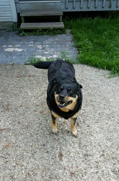 image of Zelda the Black and Tan Mutt standing on the back patio, looking up at me and grinning and wagging her tail