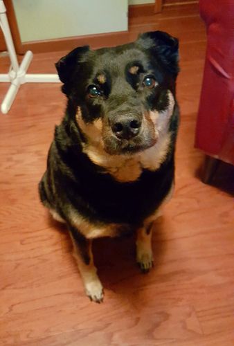 image of Zelda the Black and Tan Mutt sitting on the floor of my office looking up at me with a sweet and plaintive face