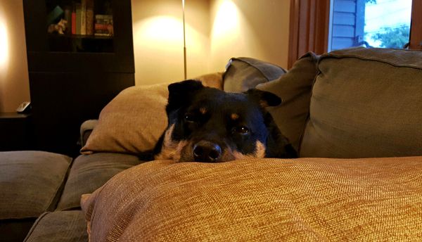 image of Zelda the Black and Tan Mutt lying on the loveseat with her chin on a pillow