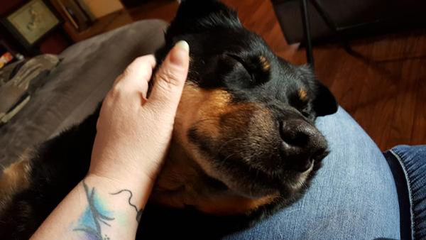 image of Zelda the Black and Tan Mutt lying with her face on my knee, looking content while I pet her