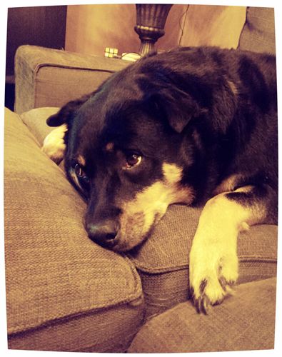 image of Zelda the Black and Tan Mutt lying on the loveseat, making a plaintive face