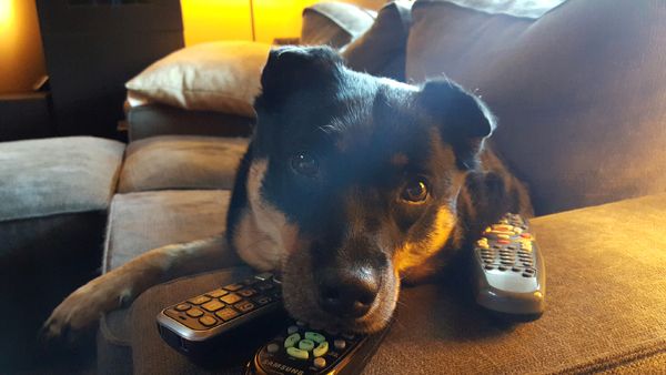image of Zelda the Black and Tan Mutt sitting on the loveseat with her chin resting on top of a remote control on its arm