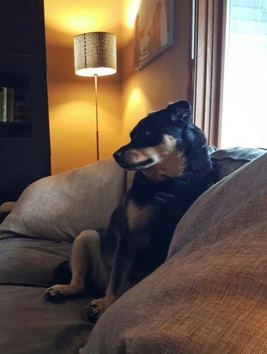image of Zelda the Black and Tan Mutt sitting on the loveseat like a person, looking thoughtful
