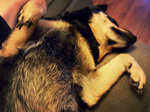 image of Zelda the Black and Tan Mutt lying on her back on the sofa, sound asleep with her paws in the air