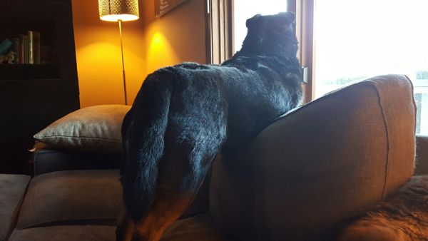 image of Zelda the Black and Tan Mutt standing on the loveseat, looking out the window, with her back to the camera