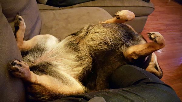 image of Zelda the Black and Tan Mutt lying next to me on the couch, upside down, with her paws in the area and her head dangling off the edge of the sofa