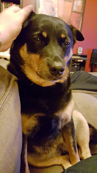 image of Zelda the Black and Tan Mutt sitting next to me on the couch looking sleepy while I scratch her ear