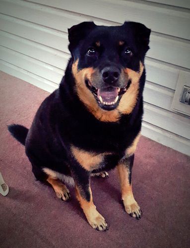 image of Zelda the Black and Tan Mutt sitting on the back porch, grinning