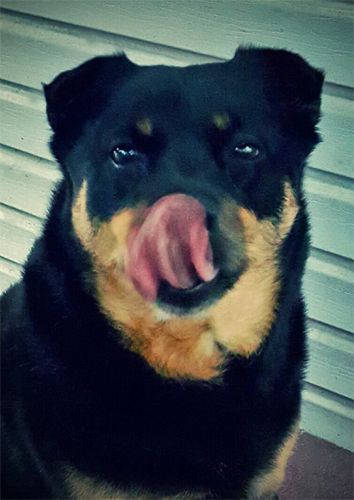 image of Zelda the Black and Tan Mutt sitting on the back porch, licking her nose