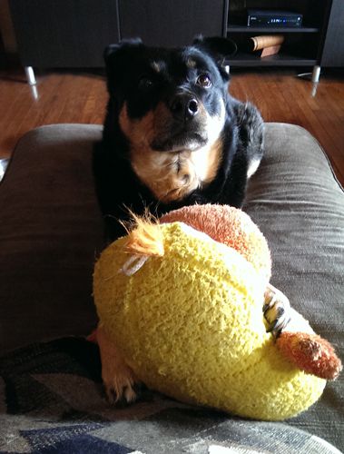 image of Zelda the Black and Tan Mutt, sitting on the chaise with her plush Duckie