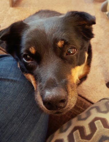 image of Zelda the Black and Tan Mutt sitting on the floor with her chin on my knee, looking up at me