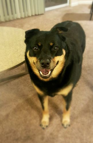 image of Zelda the Black and Tan Mutt standing in the middle of the living room, grinning