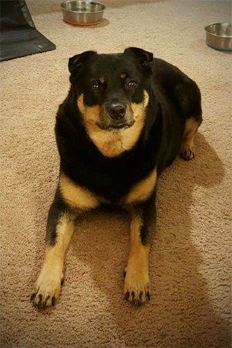 image of Zelda the Black and Tan Mutt lying in the living room, looking cute and attentive