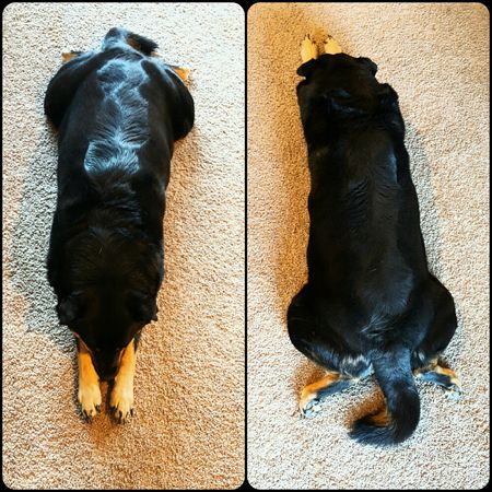two images of Zelda the Black and Tan Mutt lying on the living room floor in the 'superhero' position, with her chin resting on her paws outstretched in front of her and her back legs stretched backwards