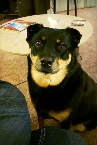 image of Zelda the Black and Tan Mutt sitting on the floor in front of me, looking up at me with plaintive eyes