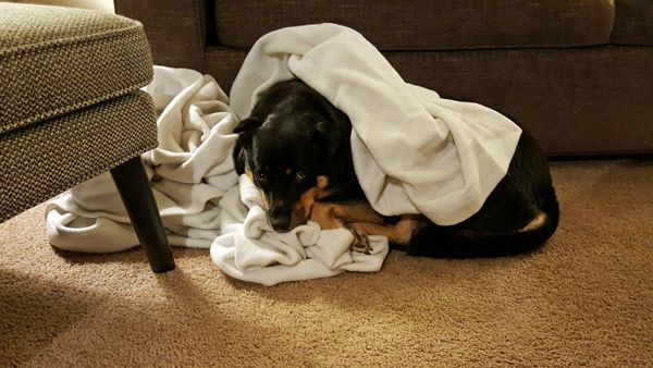 image of Zelda the Black and Tan Mutt lying on the floor, wrapped in a white blanket